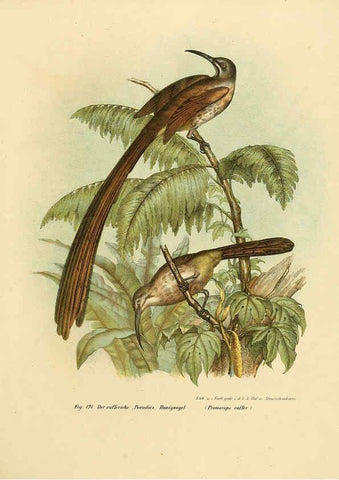 Reproducción/Reproduction 6005763628: Bilder-atlas zur Wissenschaftlich-populären Naturgeschichte der Vögel in ihren sämmtlichen Hauptformen Wien,K.K. Hof und Staatsdruckerei,1864