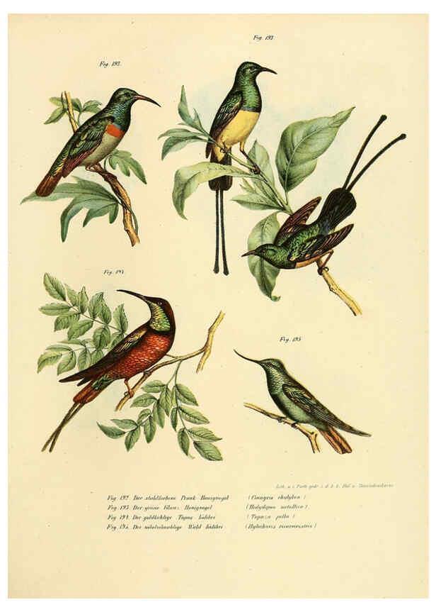 Reproducción/Reproduction 6005219117: Bilder-atlas zur Wissenschaftlich-populären Naturgeschichte der Vögel in ihren sämmtlichen Hauptformen Wien,K.K. Hof und Staatsdruckerei,1864