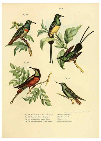 Reproducción/Reproduction 6005219117: Bilder-atlas zur Wissenschaftlich-populären Naturgeschichte der Vögel in ihren sämmtlichen Hauptformen Wien,K.K. Hof und Staatsdruckerei,1864