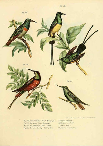 Reproducción/Reproduction 6005219117: Bilder-atlas zur Wissenschaftlich-populären Naturgeschichte der Vögel in ihren sämmtlichen Hauptformen Wien,K.K. Hof und Staatsdruckerei,1864