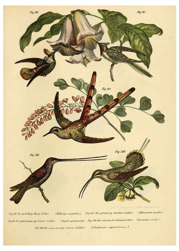 Reproducción/Reproduction 6005219415: Bilder-atlas zur Wissenschaftlich-populären Naturgeschichte der Vögel in ihren sämmtlichen Hauptformen Wien,K.K. Hof und Staatsdruckerei,1864