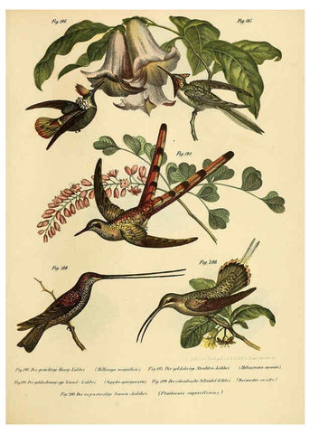 Reproducción/Reproduction 6005219415: Bilder-atlas zur Wissenschaftlich-populären Naturgeschichte der Vögel in ihren sämmtlichen Hauptformen Wien,K.K. Hof und Staatsdruckerei,1864
