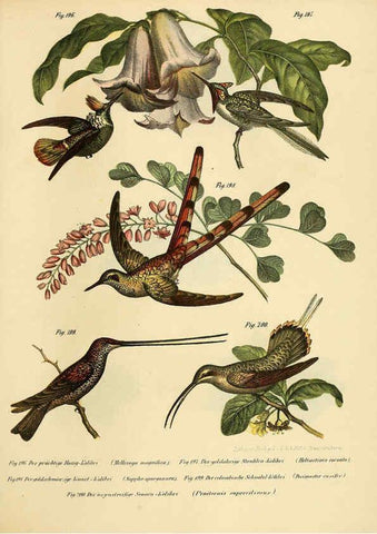 Reproducción/Reproduction 6005219415: Bilder-atlas zur Wissenschaftlich-populären Naturgeschichte der Vögel in ihren sämmtlichen Hauptformen Wien,K.K. Hof und Staatsdruckerei,1864