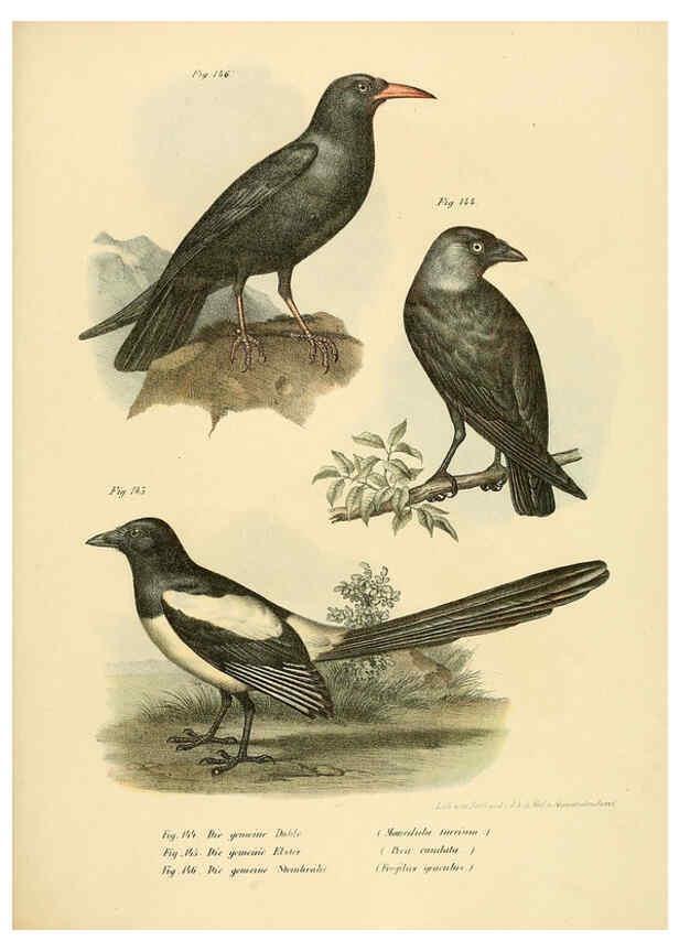 Reproducción/Reproduction 6005215143: Bilder-atlas zur Wissenschaftlich-populären Naturgeschichte der Vögel in ihren sämmtlichen Hauptformen Wien,K.K. Hof und Staatsdruckerei,1864