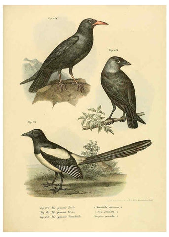 Reproducción/Reproduction 6005215143: Bilder-atlas zur Wissenschaftlich-populären Naturgeschichte der Vögel in ihren sämmtlichen Hauptformen Wien,K.K. Hof und Staatsdruckerei,1864