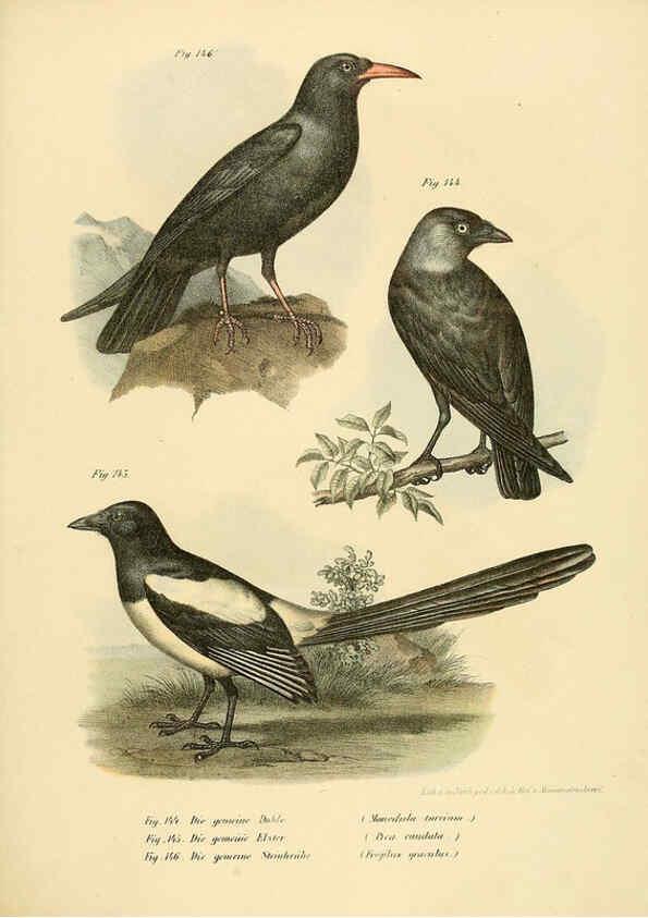 Reproducción/Reproduction 6005215143: Bilder-atlas zur Wissenschaftlich-populären Naturgeschichte der Vögel in ihren sämmtlichen Hauptformen Wien,K.K. Hof und Staatsdruckerei,1864