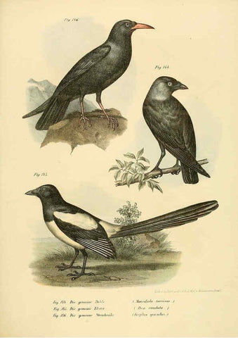 Reproducción/Reproduction 6005215143: Bilder-atlas zur Wissenschaftlich-populären Naturgeschichte der Vögel in ihren sämmtlichen Hauptformen Wien,K.K. Hof und Staatsdruckerei,1864