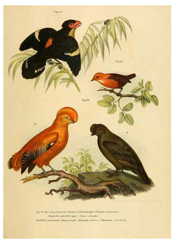 Reproducción/Reproduction 6005722520: Bilder-atlas zur Wissenschaftlich-populären Naturgeschichte der Vögel in ihren sämmtlichen Hauptformen Wien,K.K. Hof und Staatsdruckerei,1864