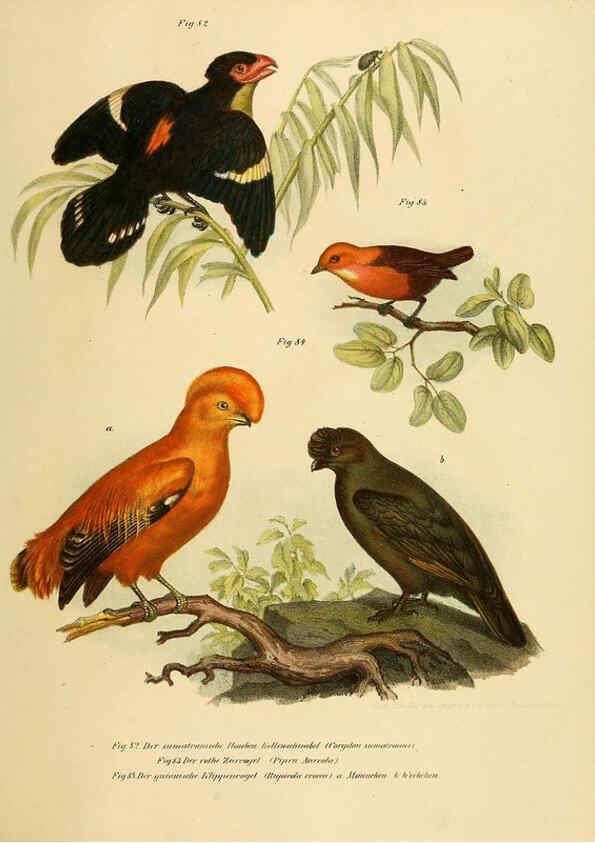 Reproducción/Reproduction 6005722520: Bilder-atlas zur Wissenschaftlich-populären Naturgeschichte der Vögel in ihren sämmtlichen Hauptformen Wien,K.K. Hof und Staatsdruckerei,1864