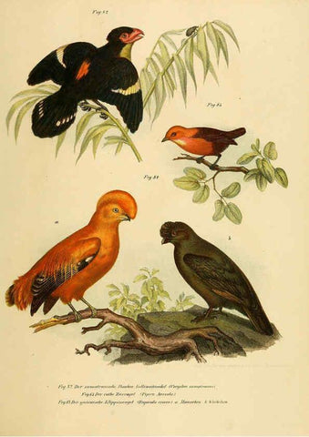 Reproducción/Reproduction 6005722520: Bilder-atlas zur Wissenschaftlich-populären Naturgeschichte der Vögel in ihren sämmtlichen Hauptformen Wien,K.K. Hof und Staatsdruckerei,1864