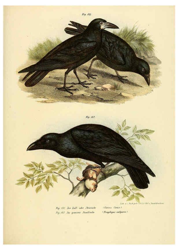 Reproducción/Reproduction 6005214861: Bilder-atlas zur Wissenschaftlich-populären Naturgeschichte der Vögel in ihren sämmtlichen Hauptformen Wien,K.K. Hof und Staatsdruckerei,1864