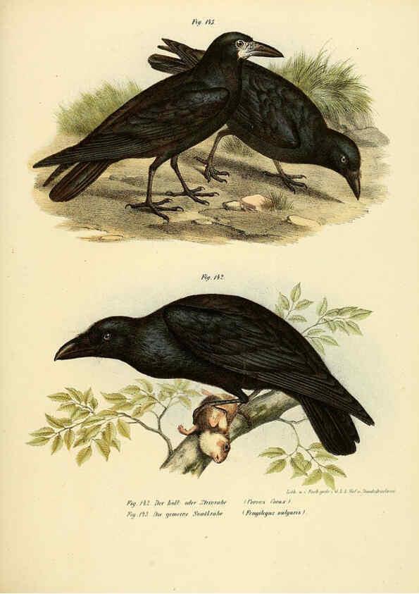 Reproducción/Reproduction 6005214861: Bilder-atlas zur Wissenschaftlich-populären Naturgeschichte der Vögel in ihren sämmtlichen Hauptformen Wien,K.K. Hof und Staatsdruckerei,1864
