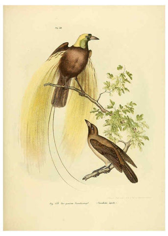 Reproducción/Reproduction 6005759156: Bilder-atlas zur Wissenschaftlich-populären Naturgeschichte der Vögel in ihren sämmtlichen Hauptformen Wien,K.K. Hof und Staatsdruckerei,1864
