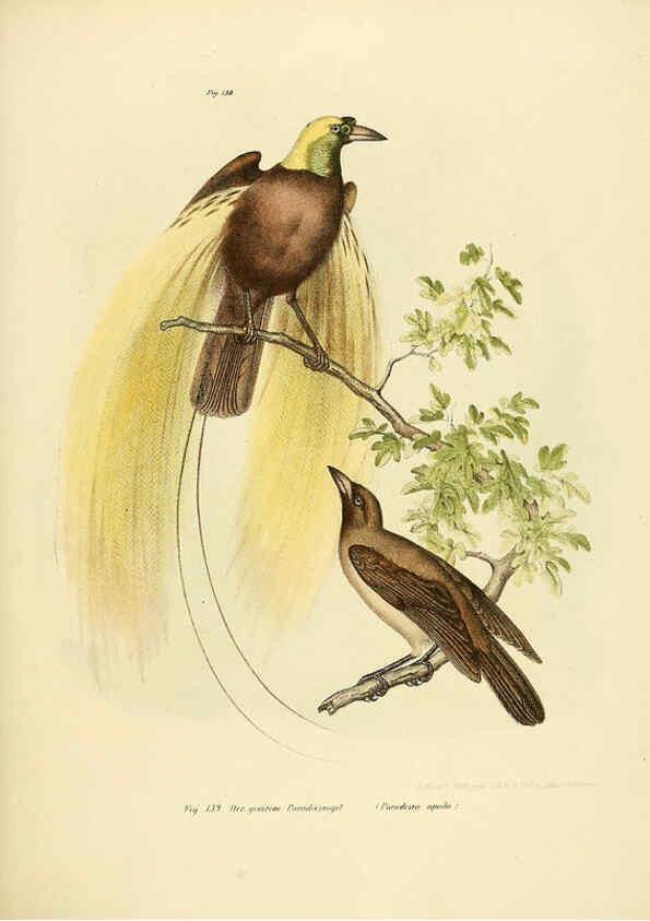Reproducción/Reproduction 6005759156: Bilder-atlas zur Wissenschaftlich-populären Naturgeschichte der Vögel in ihren sämmtlichen Hauptformen Wien,K.K. Hof und Staatsdruckerei,1864