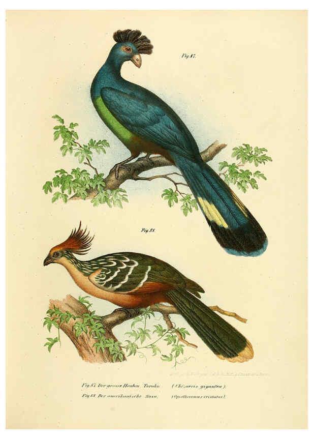 Reproducción/Reproduction 6005177991: Bilder-atlas zur Wissenschaftlich-populären Naturgeschichte der Vögel in ihren sämmtlichen Hauptformen Wien,K.K. Hof und Staatsdruckerei,1864