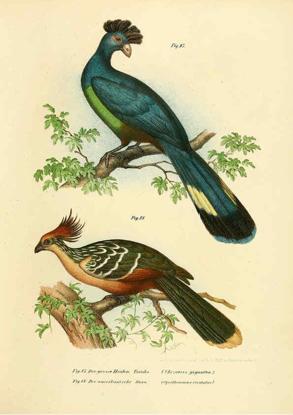 Reproducción/Reproduction 6005177991: Bilder-atlas zur Wissenschaftlich-populären Naturgeschichte der Vögel in ihren sämmtlichen Hauptformen Wien,K.K. Hof und Staatsdruckerei,1864