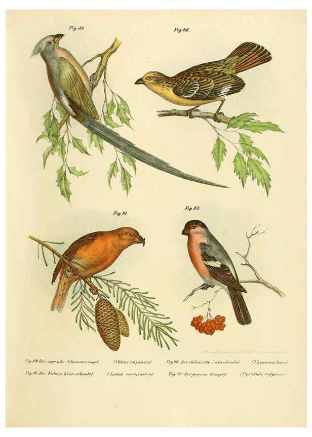 Reproducción/Reproduction 6005178493: Bilder-atlas zur Wissenschaftlich-populären Naturgeschichte der Vögel in ihren sämmtlichen Hauptformen Wien,K.K. Hof und Staatsdruckerei,1864