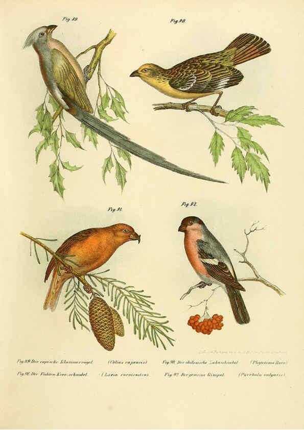 Reproducción/Reproduction 6005178493: Bilder-atlas zur Wissenschaftlich-populären Naturgeschichte der Vögel in ihren sämmtlichen Hauptformen Wien,K.K. Hof und Staatsdruckerei,1864