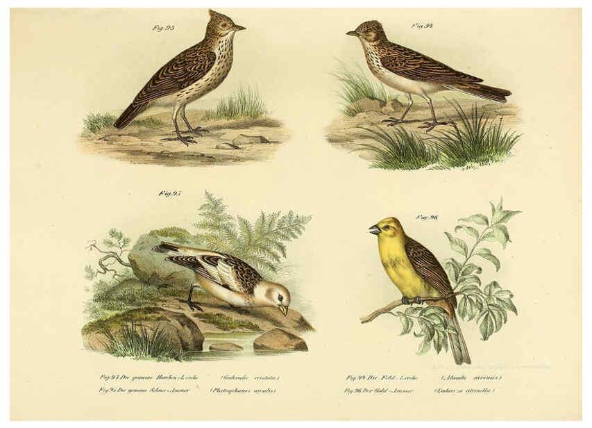 Reproducción/Reproduction 6005723734: Bilder-atlas zur Wissenschaftlich-populären Naturgeschichte der Vögel in ihren sämmtlichen Hauptformen Wien,K.K. Hof und Staatsdruckerei,1864