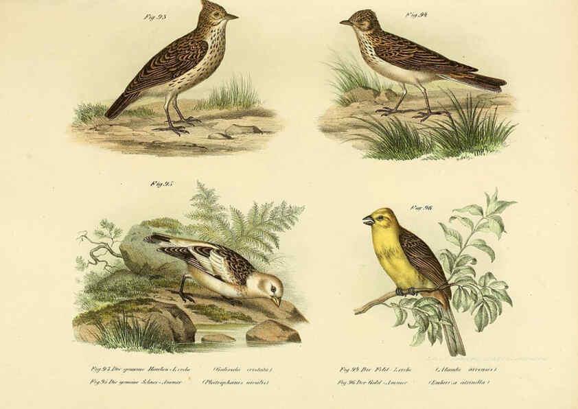 Reproducción/Reproduction 6005723734: Bilder-atlas zur Wissenschaftlich-populären Naturgeschichte der Vögel in ihren sämmtlichen Hauptformen Wien,K.K. Hof und Staatsdruckerei,1864