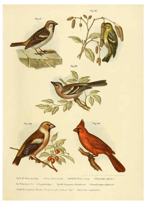 Reproducción/Reproduction 6005178925: Bilder-atlas zur Wissenschaftlich-populären Naturgeschichte der Vögel in ihren sämmtlichen Hauptformen Wien,K.K. Hof und Staatsdruckerei,1864