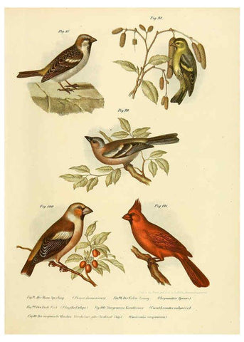 Reproducción/Reproduction 6005178925: Bilder-atlas zur Wissenschaftlich-populären Naturgeschichte der Vögel in ihren sämmtlichen Hauptformen Wien,K.K. Hof und Staatsdruckerei,1864