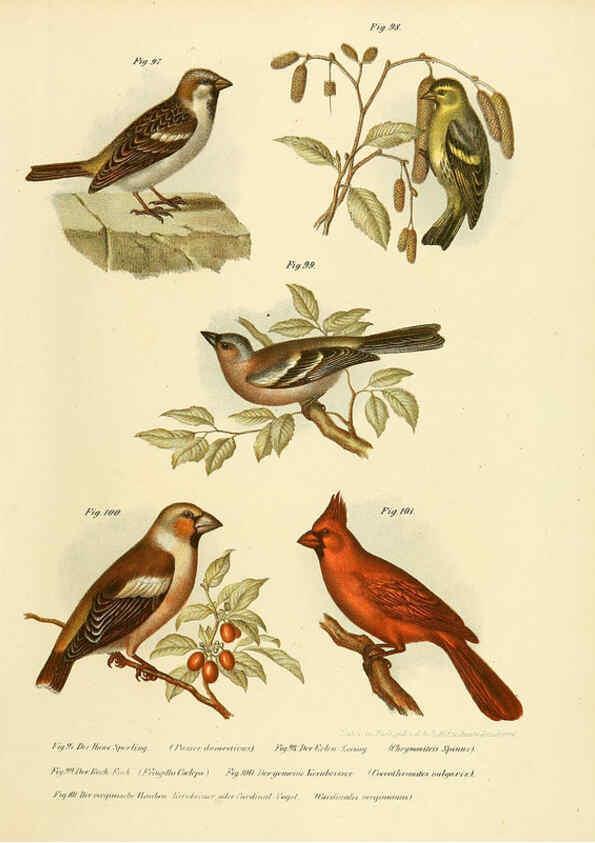Reproducción/Reproduction 6005178925: Bilder-atlas zur Wissenschaftlich-populären Naturgeschichte der Vögel in ihren sämmtlichen Hauptformen Wien,K.K. Hof und Staatsdruckerei,1864