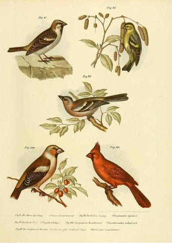 Reproducción/Reproduction 6005178925: Bilder-atlas zur Wissenschaftlich-populären Naturgeschichte der Vögel in ihren sämmtlichen Hauptformen Wien,K.K. Hof und Staatsdruckerei,1864