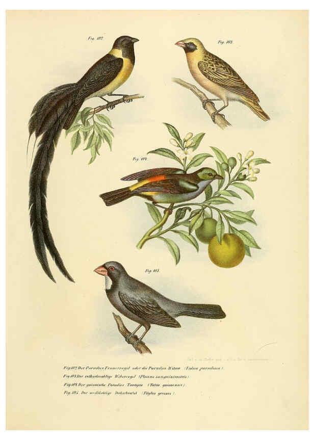 Reproducción/Reproduction 6005724274: Bilder-atlas zur Wissenschaftlich-populären Naturgeschichte der Vögel in ihren sämmtlichen Hauptformen Wien,K.K. Hof und Staatsdruckerei,1864