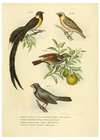 Reproducción/Reproduction 6005724274: Bilder-atlas zur Wissenschaftlich-populären Naturgeschichte der Vögel in ihren sämmtlichen Hauptformen Wien,K.K. Hof und Staatsdruckerei,1864