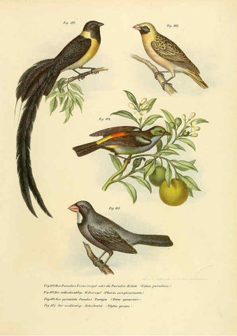 Reproducción/Reproduction 6005724274: Bilder-atlas zur Wissenschaftlich-populären Naturgeschichte der Vögel in ihren sämmtlichen Hauptformen Wien,K.K. Hof und Staatsdruckerei,1864