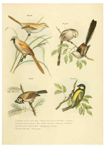Reproducción/Reproduction 6005179449: Bilder-atlas zur Wissenschaftlich-populären Naturgeschichte der Vögel in ihren sämmtlichen Hauptformen Wien,K.K. Hof und Staatsdruckerei,1864