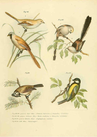 Reproducción/Reproduction 6005179449: Bilder-atlas zur Wissenschaftlich-populären Naturgeschichte der Vögel in ihren sämmtlichen Hauptformen Wien,K.K. Hof und Staatsdruckerei,1864