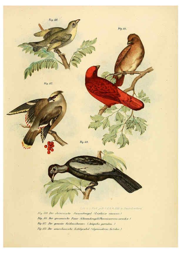 Reproducción/Reproduction 6005179673: Bilder-atlas zur Wissenschaftlich-populären Naturgeschichte der Vögel in ihren sämmtlichen Hauptformen Wien,K.K. Hof und Staatsdruckerei,1864