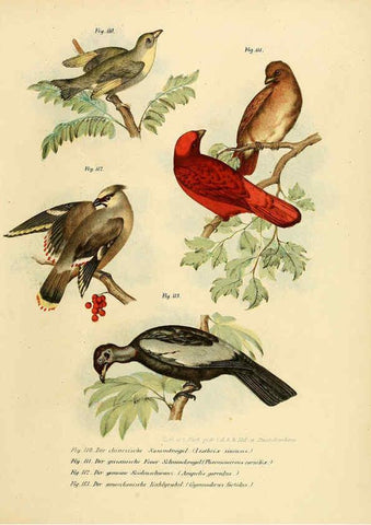 Reproducción/Reproduction 6005179673: Bilder-atlas zur Wissenschaftlich-populären Naturgeschichte der Vögel in ihren sämmtlichen Hauptformen Wien,K.K. Hof und Staatsdruckerei,1864