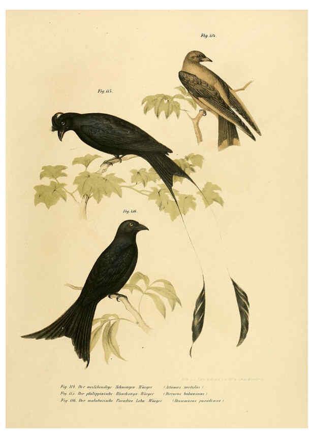 Reproducción/Reproduction 6005725050: Bilder-atlas zur Wissenschaftlich-populären Naturgeschichte der Vögel in ihren sämmtlichen Hauptformen Wien,K.K. Hof und Staatsdruckerei,1864
