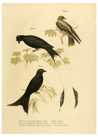 Reproducción/Reproduction 6005725050: Bilder-atlas zur Wissenschaftlich-populären Naturgeschichte der Vögel in ihren sämmtlichen Hauptformen Wien,K.K. Hof und Staatsdruckerei,1864