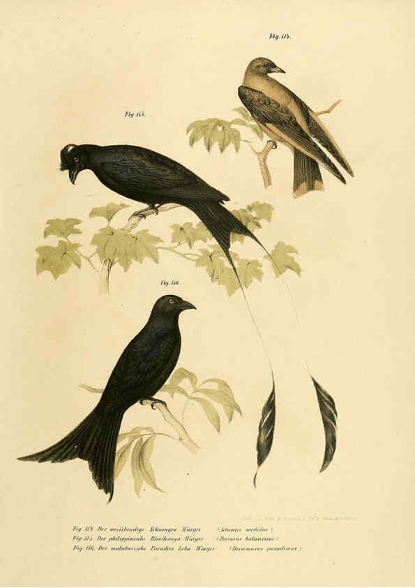 Reproducción/Reproduction 6005725050: Bilder-atlas zur Wissenschaftlich-populären Naturgeschichte der Vögel in ihren sämmtlichen Hauptformen Wien,K.K. Hof und Staatsdruckerei,1864