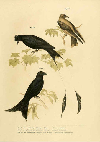 Reproducción/Reproduction 6005725050: Bilder-atlas zur Wissenschaftlich-populären Naturgeschichte der Vögel in ihren sämmtlichen Hauptformen Wien,K.K. Hof und Staatsdruckerei,1864