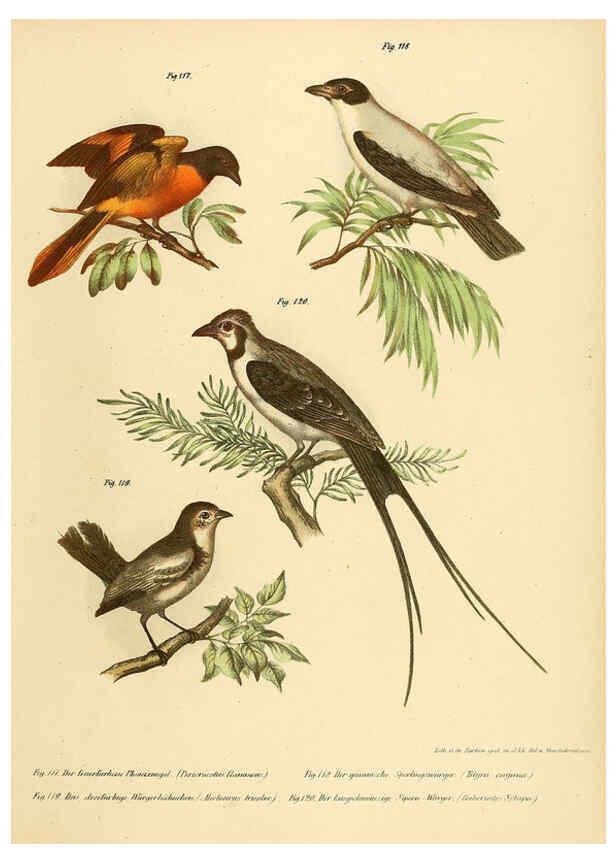 Reproducción/Reproduction 6005725272: Bilder-atlas zur Wissenschaftlich-populären Naturgeschichte der Vögel in ihren sämmtlichen Hauptformen Wien,K.K. Hof und Staatsdruckerei,1864