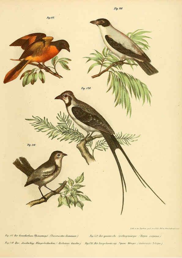 Reproducción/Reproduction 6005725272: Bilder-atlas zur Wissenschaftlich-populären Naturgeschichte der Vögel in ihren sämmtlichen Hauptformen Wien,K.K. Hof und Staatsdruckerei,1864