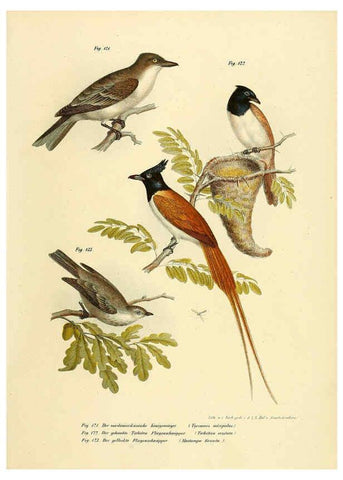 Reproducción/Reproduction 6005180471: Bilder-atlas zur Wissenschaftlich-populären Naturgeschichte der Vögel in ihren sämmtlichen Hauptformen Wien,K.K. Hof und Staatsdruckerei,1864