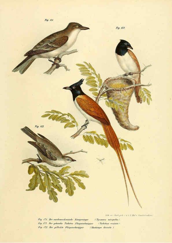 Reproducción/Reproduction 6005180471: Bilder-atlas zur Wissenschaftlich-populären Naturgeschichte der Vögel in ihren sämmtlichen Hauptformen Wien,K.K. Hof und Staatsdruckerei,1864