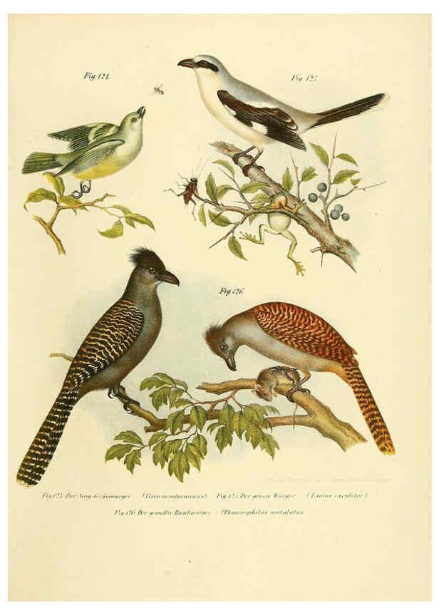 Reproducción/Reproduction 6005725682: Bilder-atlas zur Wissenschaftlich-populären Naturgeschichte der Vögel in ihren sämmtlichen Hauptformen Wien,K.K. Hof und Staatsdruckerei,1864