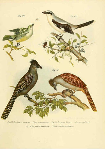 Reproducción/Reproduction 6005725682: Bilder-atlas zur Wissenschaftlich-populären Naturgeschichte der Vögel in ihren sämmtlichen Hauptformen Wien,K.K. Hof und Staatsdruckerei,1864