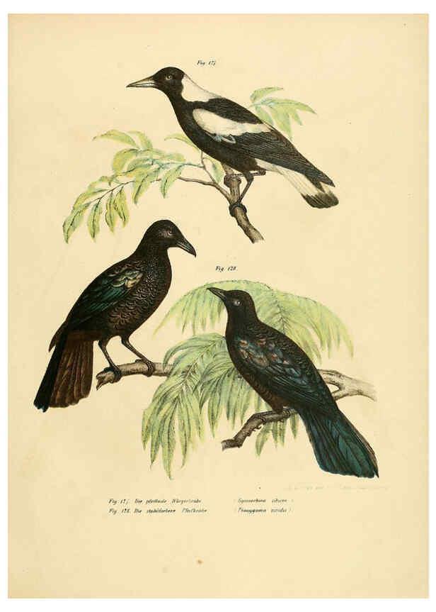 Reproducción/Reproduction 6005181059: Bilder-atlas zur Wissenschaftlich-populären Naturgeschichte der Vögel in ihren sämmtlichen Hauptformen Wien,K.K. Hof und Staatsdruckerei,1864