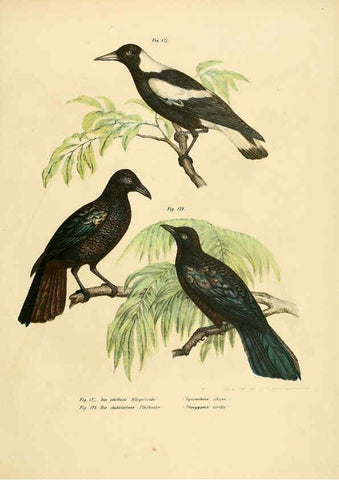 Reproducción/Reproduction 6005181059: Bilder-atlas zur Wissenschaftlich-populären Naturgeschichte der Vögel in ihren sämmtlichen Hauptformen Wien,K.K. Hof und Staatsdruckerei,1864