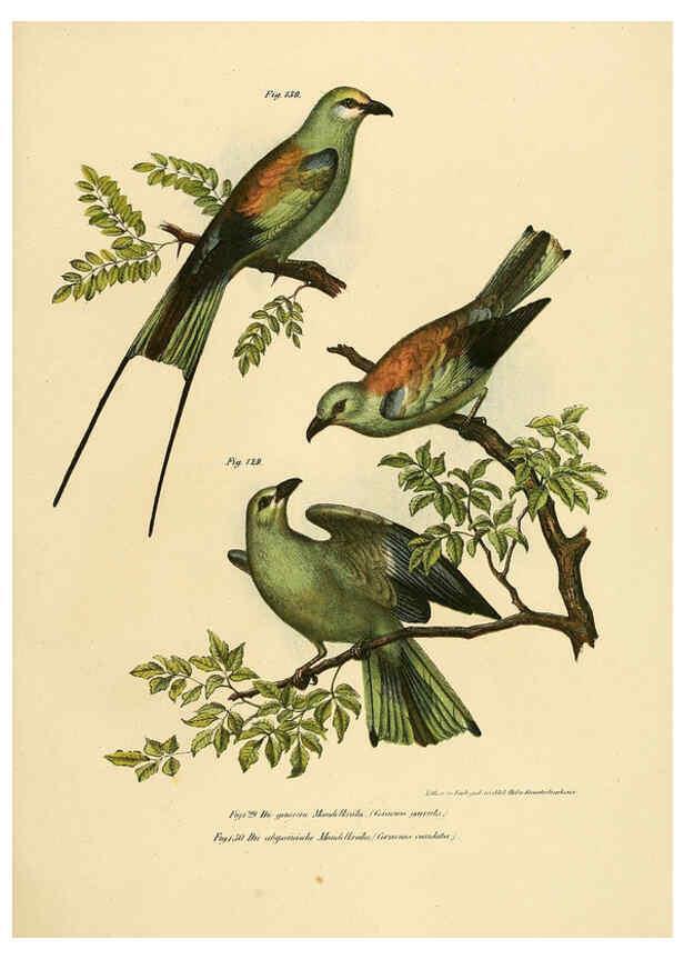 Reproducción/Reproduction 6005181251: Bilder-atlas zur Wissenschaftlich-populären Naturgeschichte der Vögel in ihren sämmtlichen Hauptformen Wien,K.K. Hof und Staatsdruckerei,1864