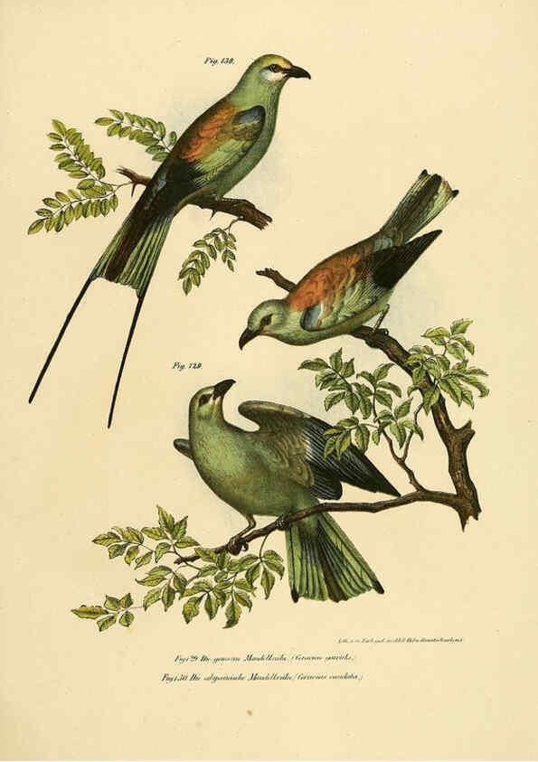 Reproducción/Reproduction 6005181251: Bilder-atlas zur Wissenschaftlich-populären Naturgeschichte der Vögel in ihren sämmtlichen Hauptformen Wien,K.K. Hof und Staatsdruckerei,1864