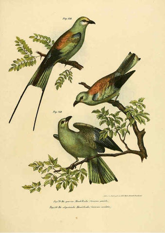 Reproducción/Reproduction 6005181251: Bilder-atlas zur Wissenschaftlich-populären Naturgeschichte der Vögel in ihren sämmtlichen Hauptformen Wien,K.K. Hof und Staatsdruckerei,1864